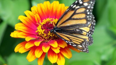 farfalla monarca migra in cattività
