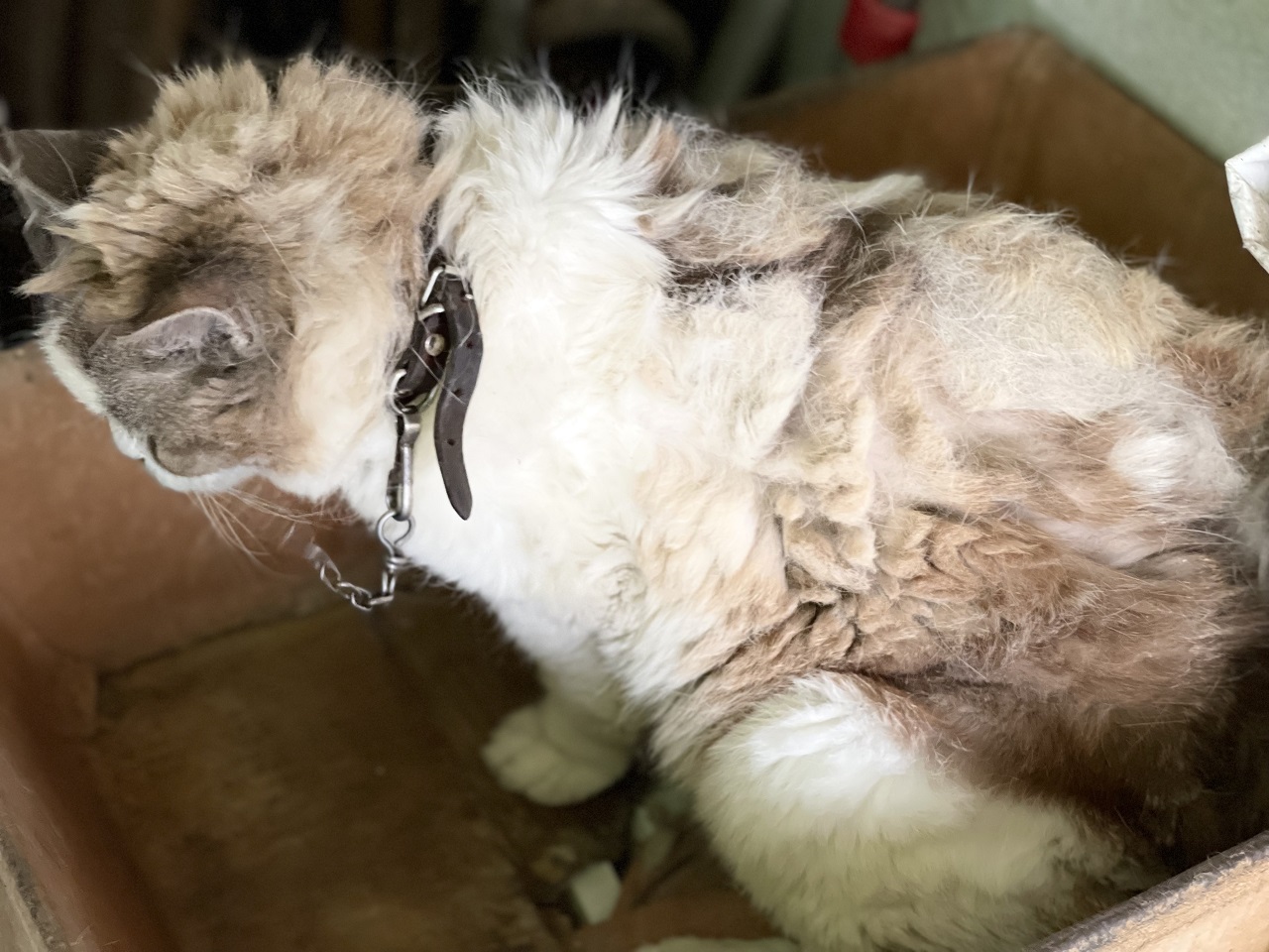 L’Oipa di Pordenone sequestra un gatto trovato legato ad una catena