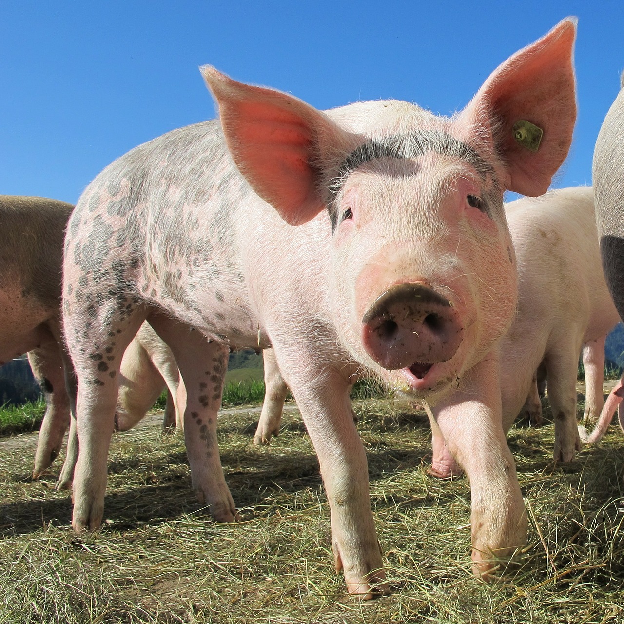 Norma sul benessere degli animali: la California rischia di perdere il bacon