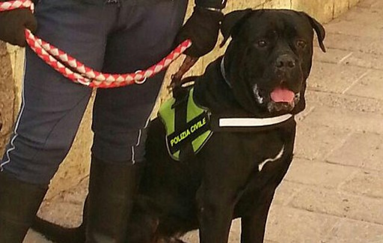 Arrivano in aeroporto i primi cani anti-Covid: un fiuto infallibile