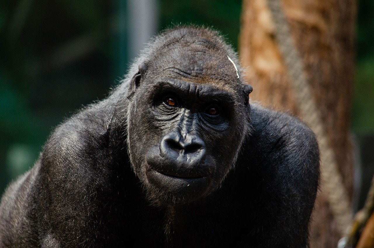 Covid, 13 Gorilla contagiati in uno zoo: in gravi condizioni un maschio di 60 anni