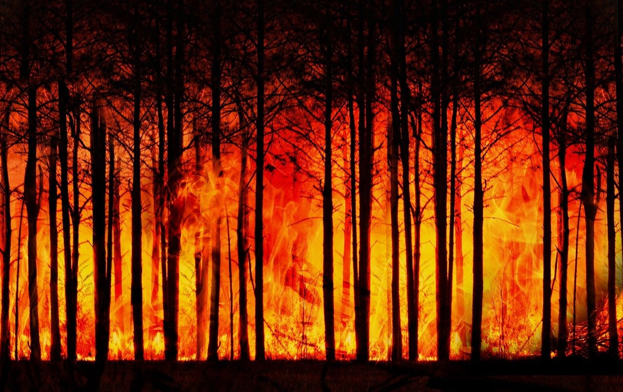 Incendi, allarme WWF: molte specie rischiano l’estinzione in tutto il mondo