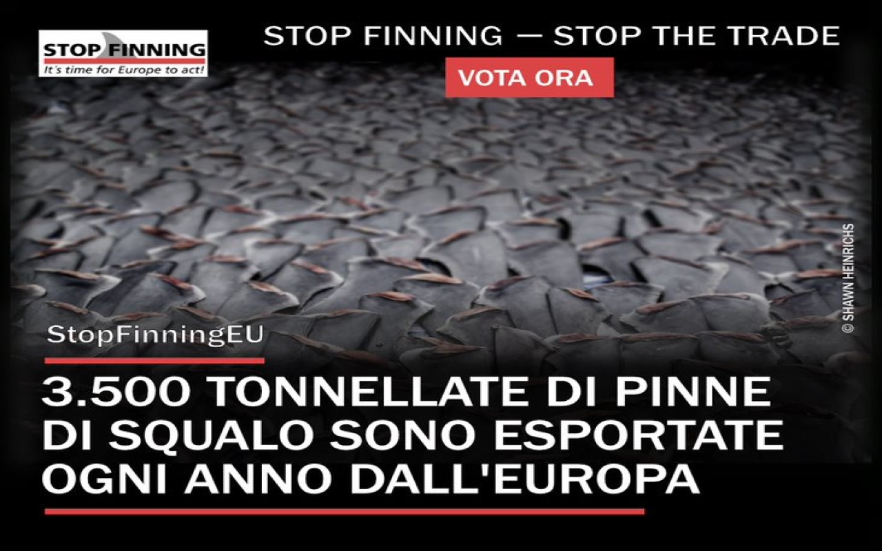 Oipa contro spinnamento squali stop finning