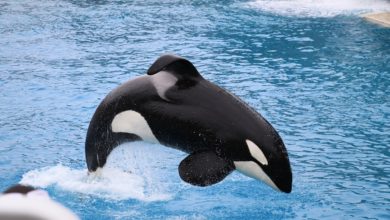 orca tenta suicidio secondo gli animalisti