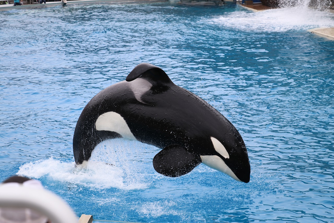 orca tenta suicidio secondo gli animalisti