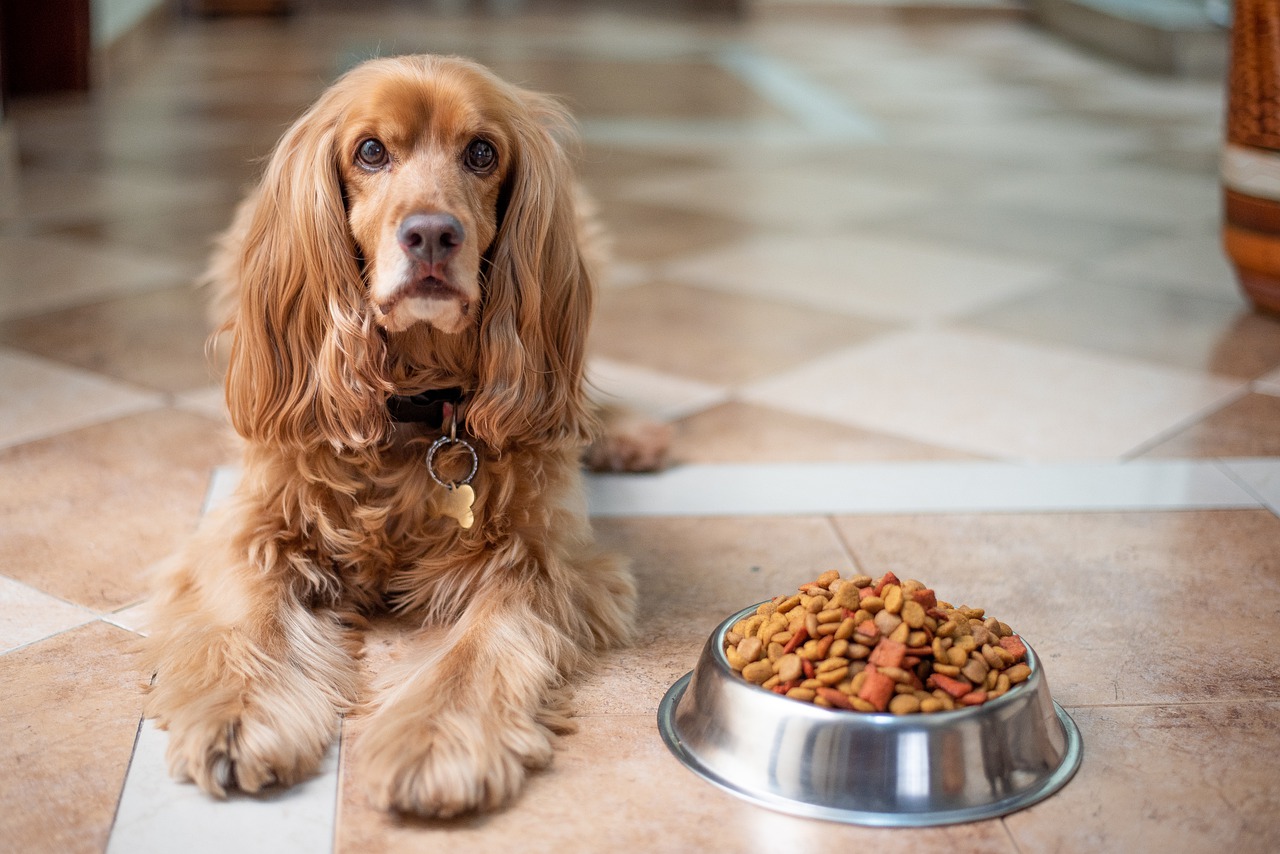 Dieta YUM per cani: benefici e dettagli del piano alimentare