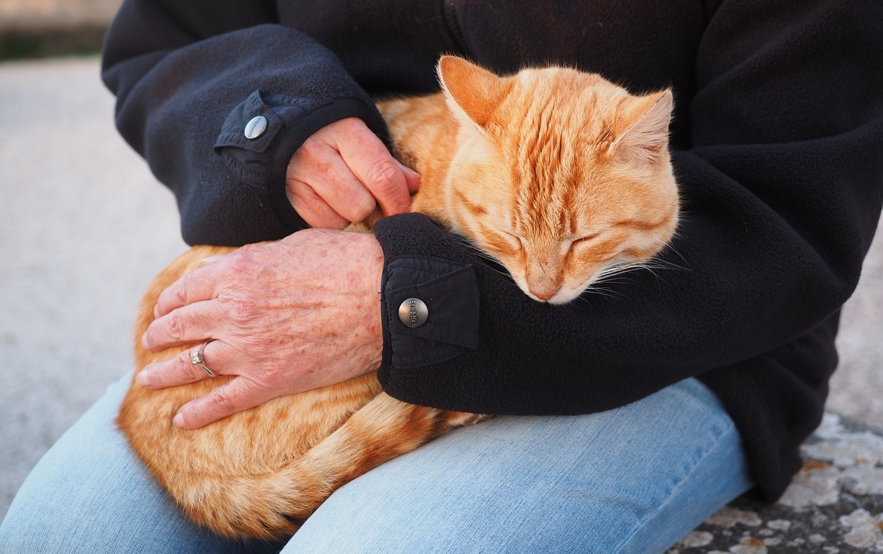 Come addestrare i gatti alla Pet Therapy: corsi e mici più adatti