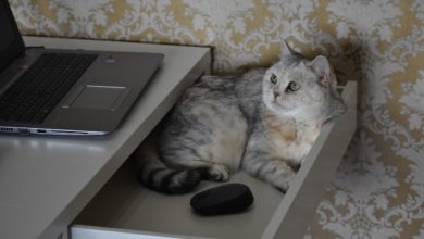 gatti stress proprietari smartworking