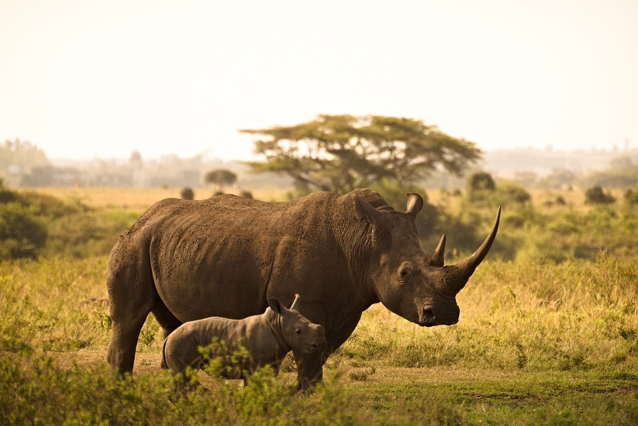 Giornata mondiale del rinoceronte: preservare una specie che rischia di scomparire