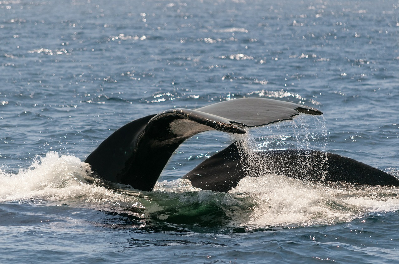 Inquinamento acustico in mare mette a rischio la sopravvivenza dei cetacei