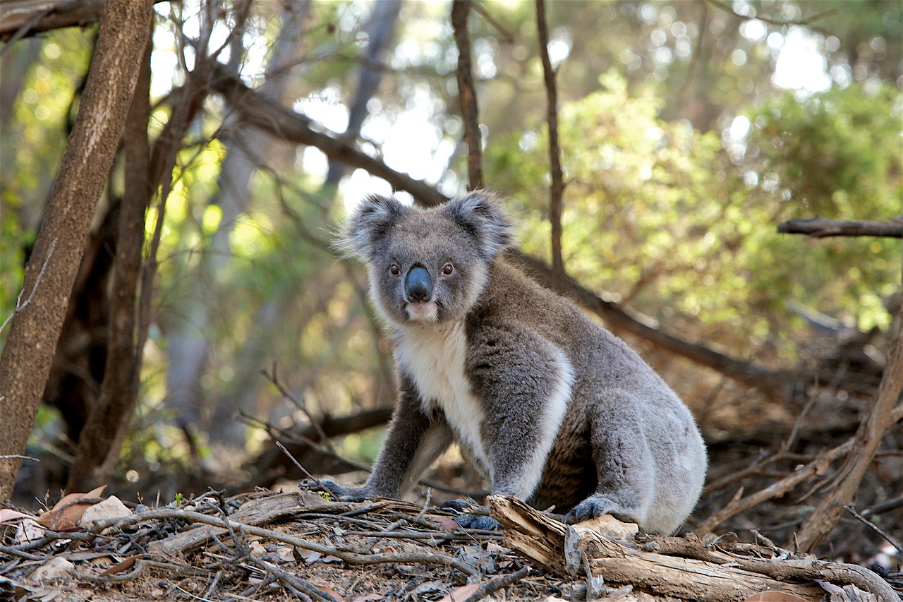 Emergenza clima: in tre anni in Australia la popolazione di Koala è scesa del 30%