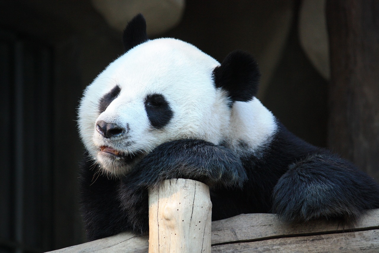 panda gigante partorisce Madrid