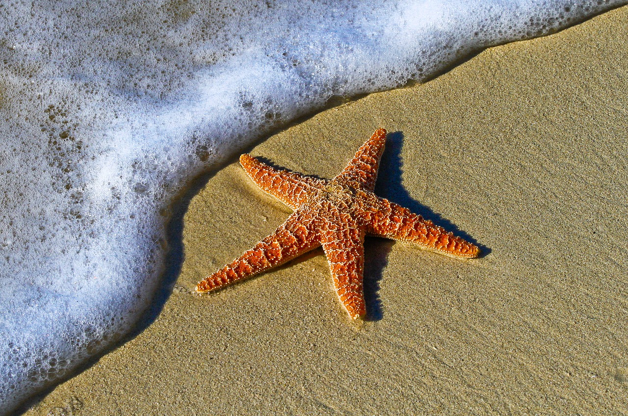 Le stelle marine possono ‘descrivere’ le conseguenze del cambiamento climatico