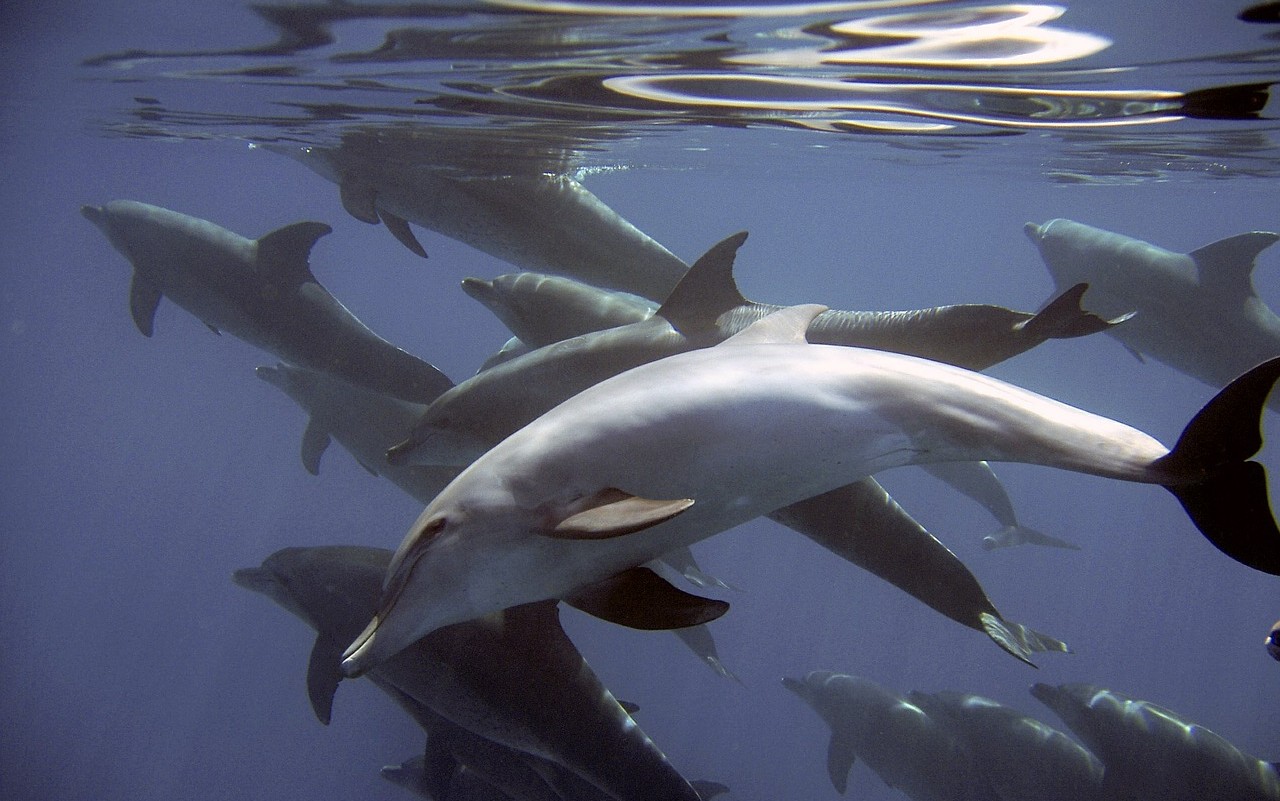 Grindadràp, il massacro dei delfini sulle isole Faroe scatena le associazioni animaliste