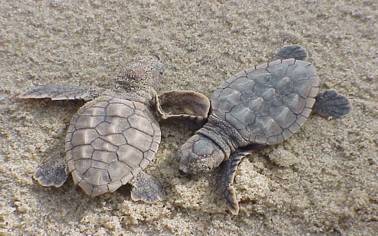 A Jesolo uno spettacolo raro: la schiusa delle tartarughe [VIDEO]