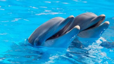 Hawaii vietato contatto con delfini