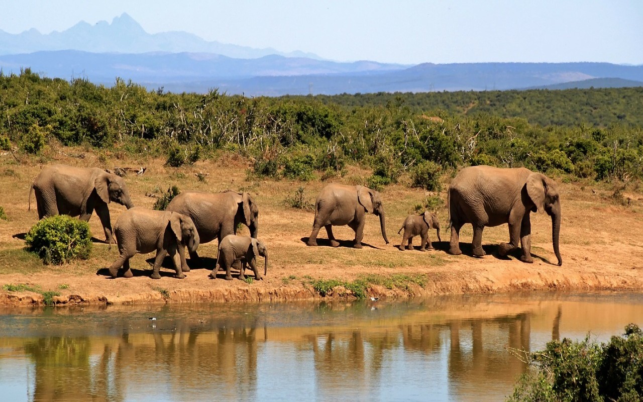 Mozambico, le elefantesse che nascono senza zanne