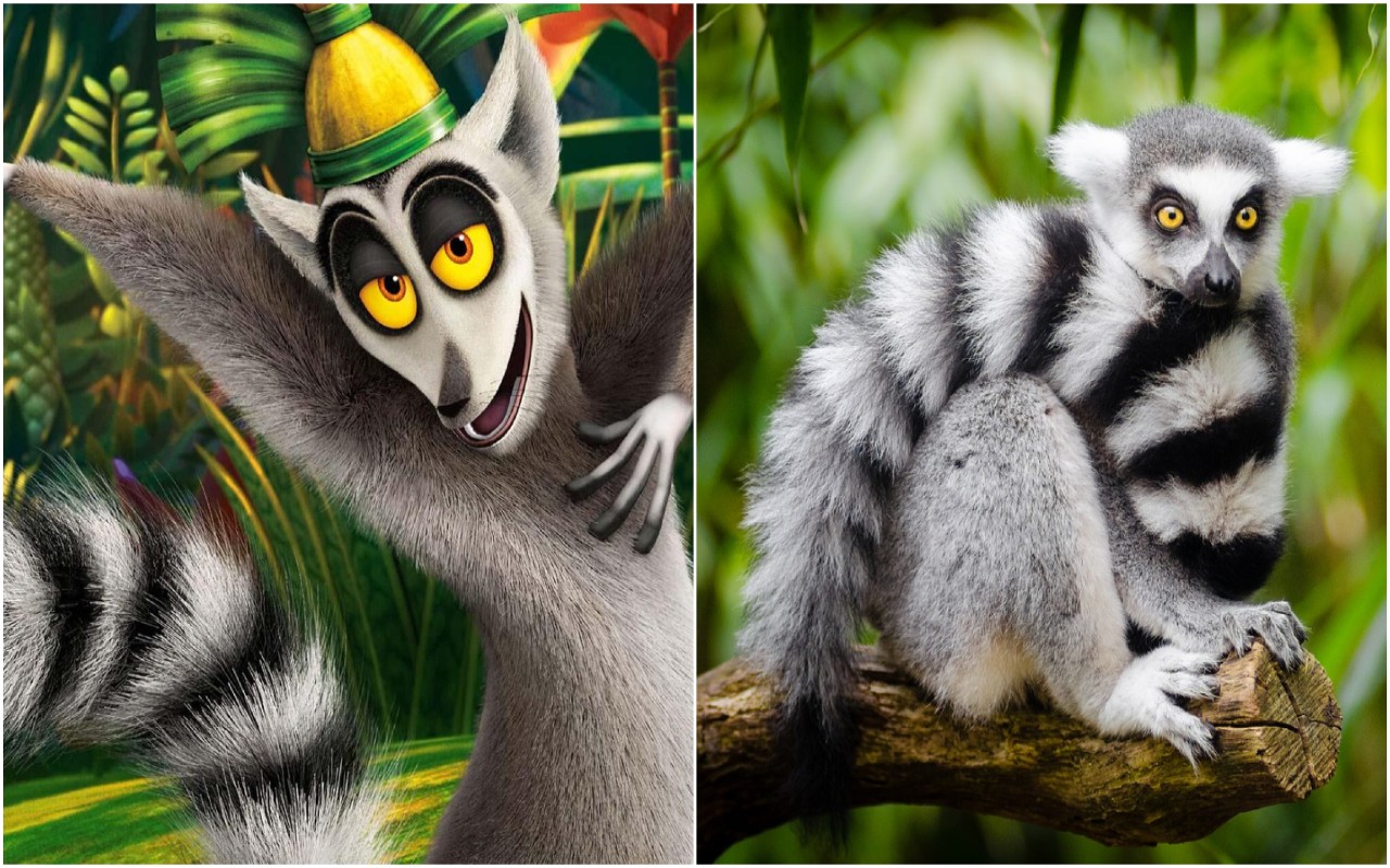 Non solo Re Julien di Madagascar: i lemuri cantano veramente