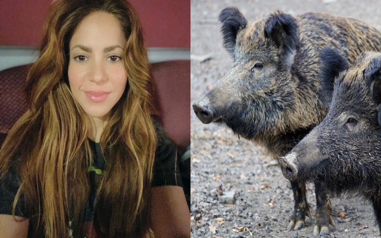 Shakira e lo ‘scontro’ con i cinghiali a Barcellona: “Li ho affrontati”