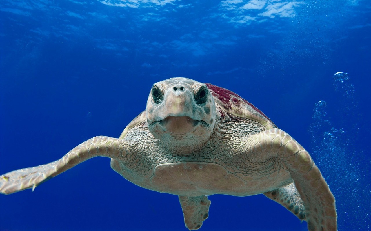 Bilancio da record in Campania: nate 2800 tartarughe