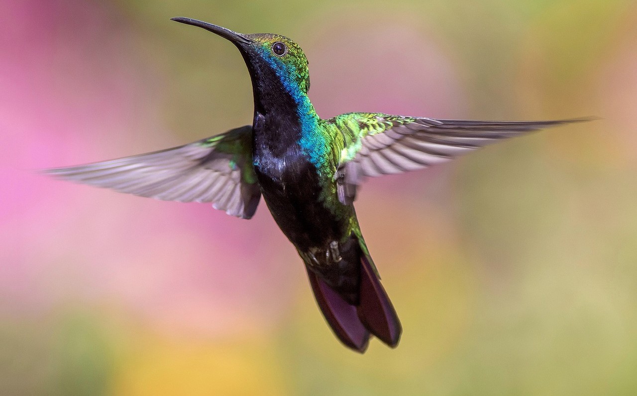 colibrì olfatto sviluppato