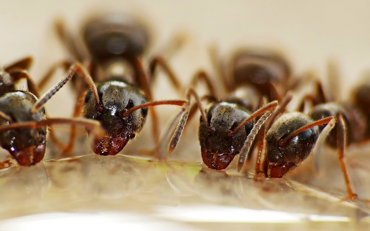 Il parassitismo sociale delle formiche: uno studio ne rivela l’origine