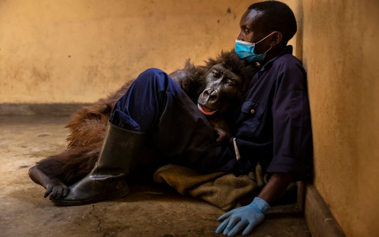 Addio a Ndakasi, la gorilla ‘dei selfie’ muore tra le braccia dell’uomo che l’ha cresciuta