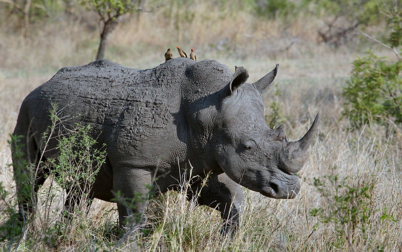 morto Toby rinoceronte più anziano del mondo