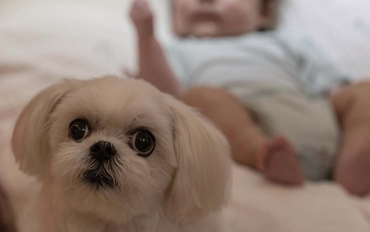 I cani possono fare bene alla salute dei bambini: lo dicono i pediatri