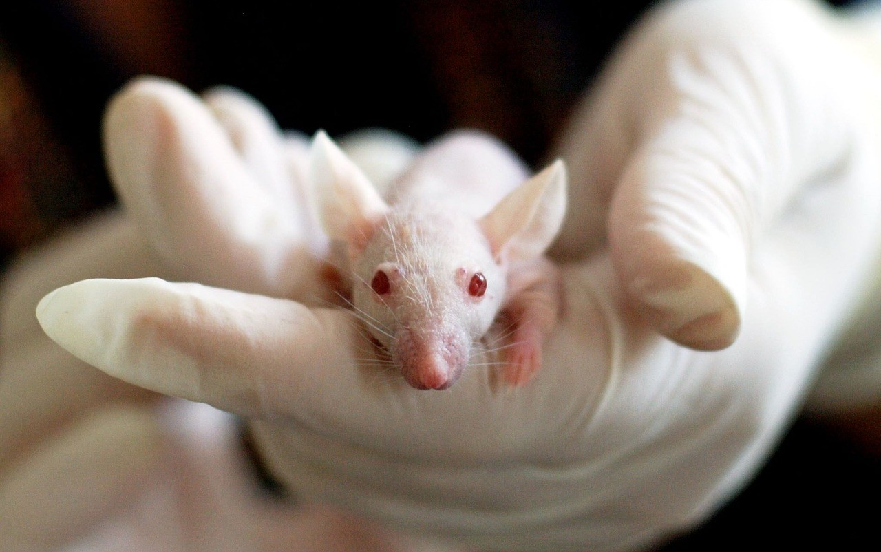 Sperimentazione sugli animali: il Decreto che promuove metodi alternativi per la ricerca