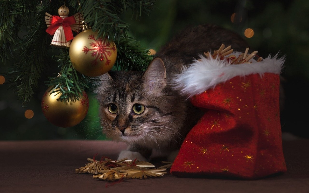 Albero di Natale gatto