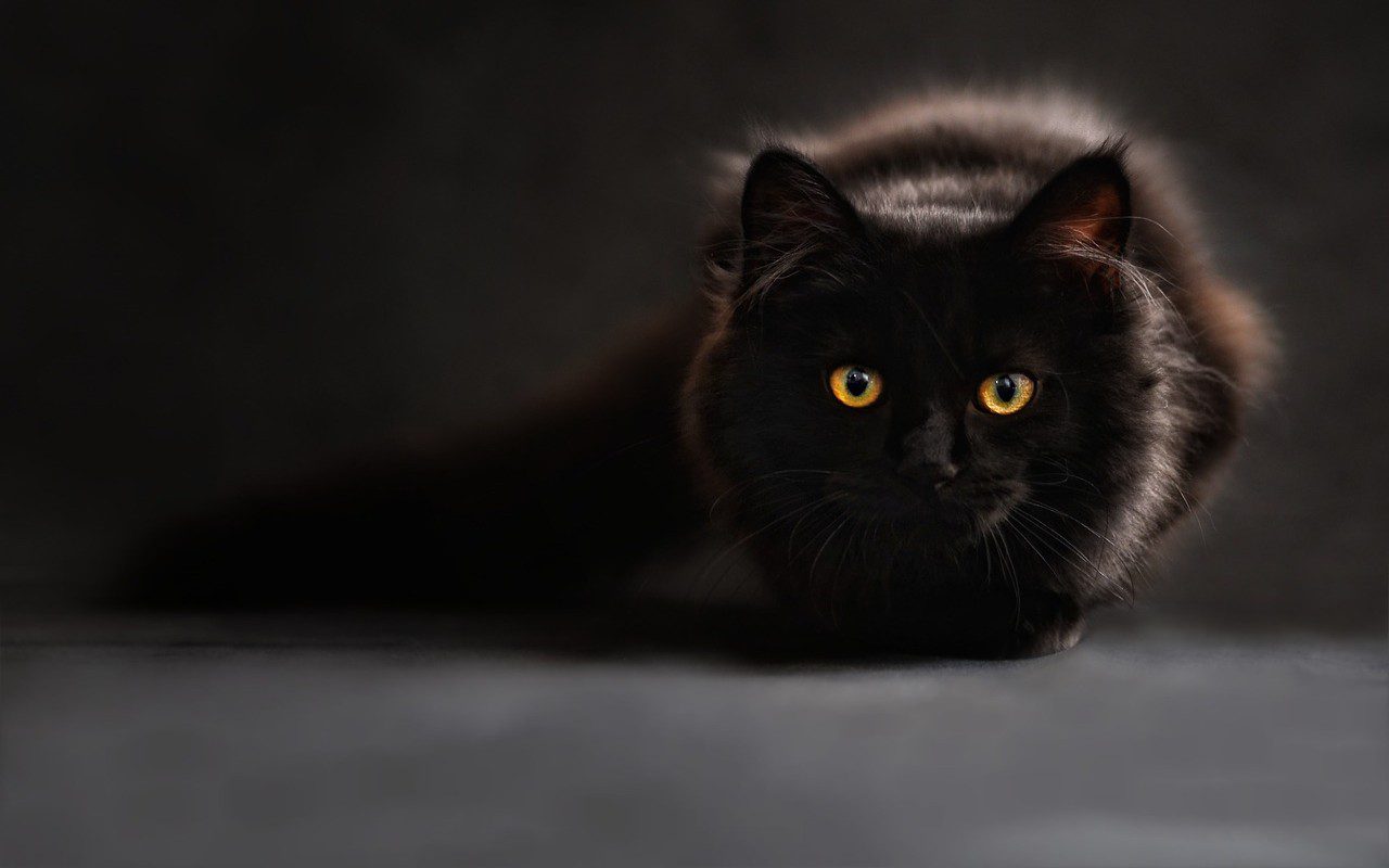Giornata Internazionale del Gatto Nero: VelvetMAG vi presenta i ‘suoi’ mici