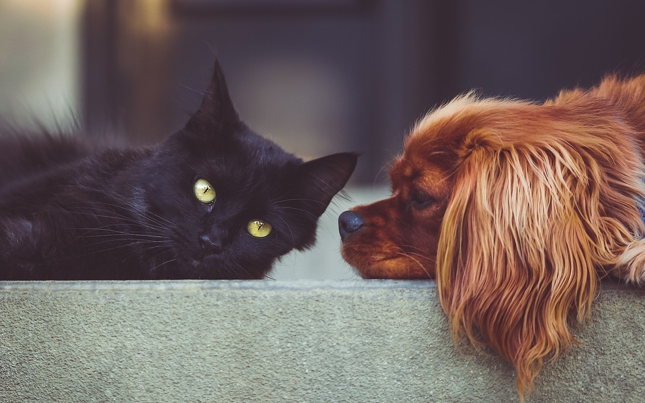 MSD Animal Healt e la campagna di sensibilizzazione per il diabete nei cani e nei gatti