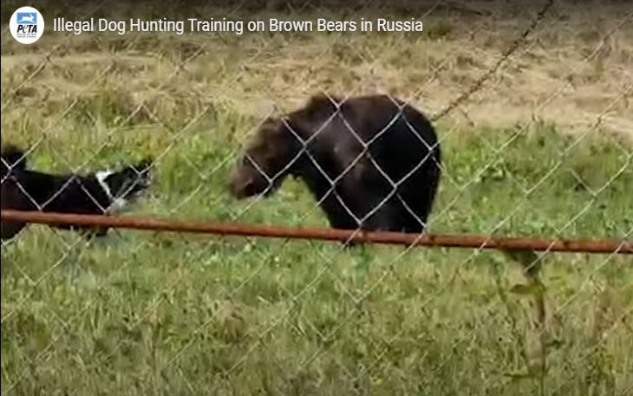 L’appello di PETA contro l’uso di orsi per l’addestramento di cani da caccia