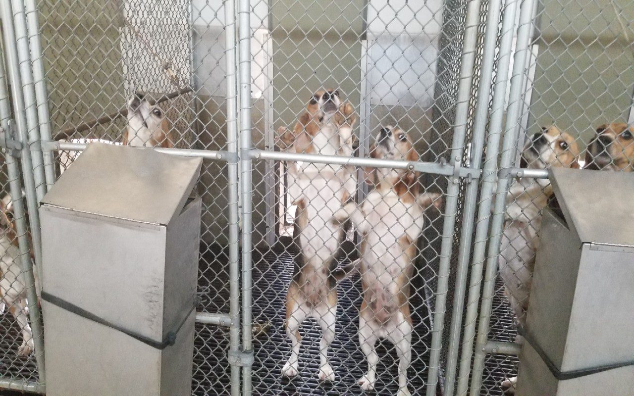 360 cuccioli di beagle usati per esperimenti trovati morti da un’indagine di PETA
