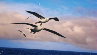 albatros separati causa riscaldamento globale