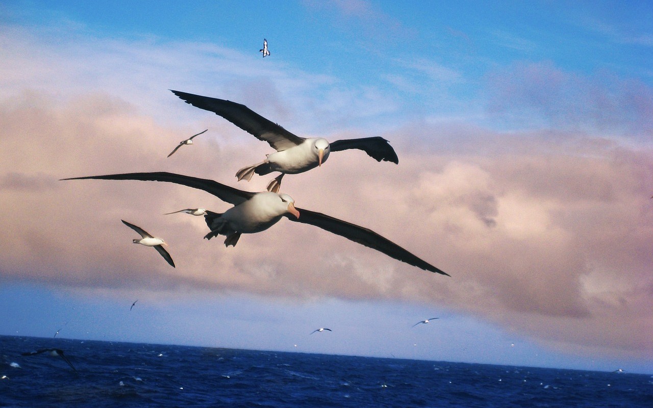 Le coppie di albatros si separano: l”amore’ finisce a causa del riscaldamento globale