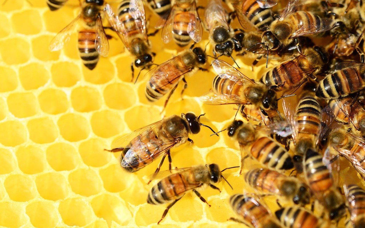 Il singolare comportamento delle api: “urlano” se l’alveare viene attaccato