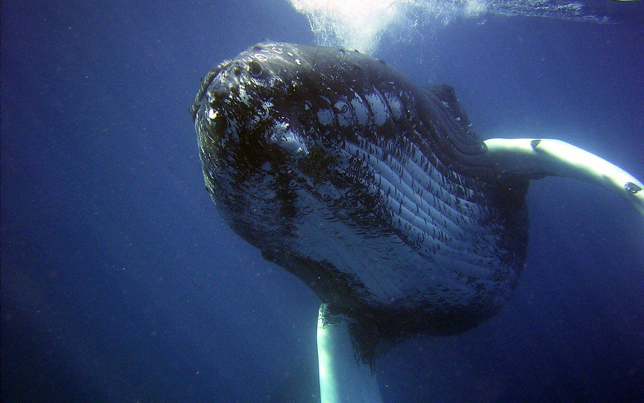 Cosa dicono le balene? L’intelligenza artificiale potrebbe ‘tradurre’ il loro linguaggio