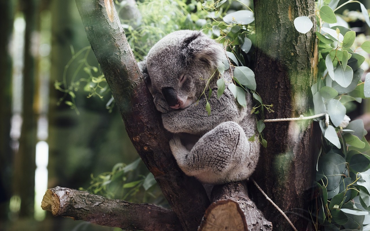 Clamidia nei koala australiani: potrebbe portarli all’estinzione