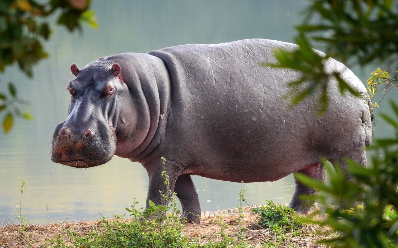 Gli ippopotami di Pablo Escobar diventano i primi animali considerati “umani”