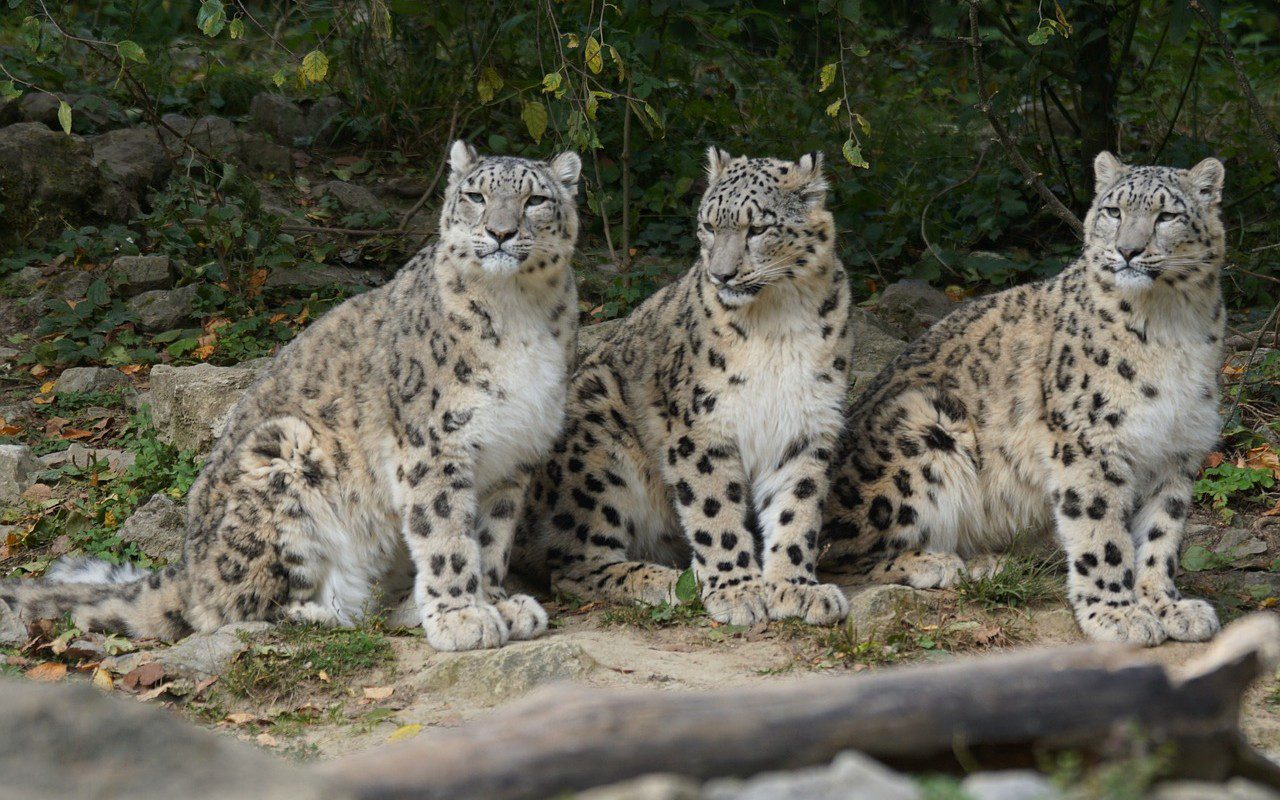 Covid, non ce la fanno i tre Leopardi delle Nevi dello zoo in Nebraska