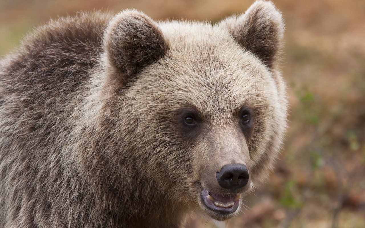 Gorizia, orso a spasso di notte per le strade della città: il VIDEO del salvataggio