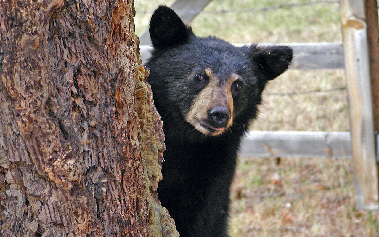 La storia di Yên, l’orso che dorme con un peluche: salvato dai trafficanti
