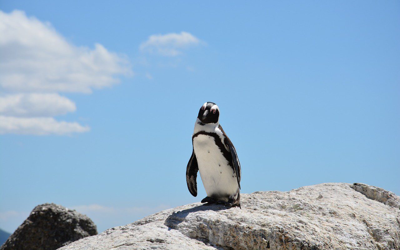 Pinguino trovato a migliaia di km dal suo habitat naturale: conseguenza della crisi climatica