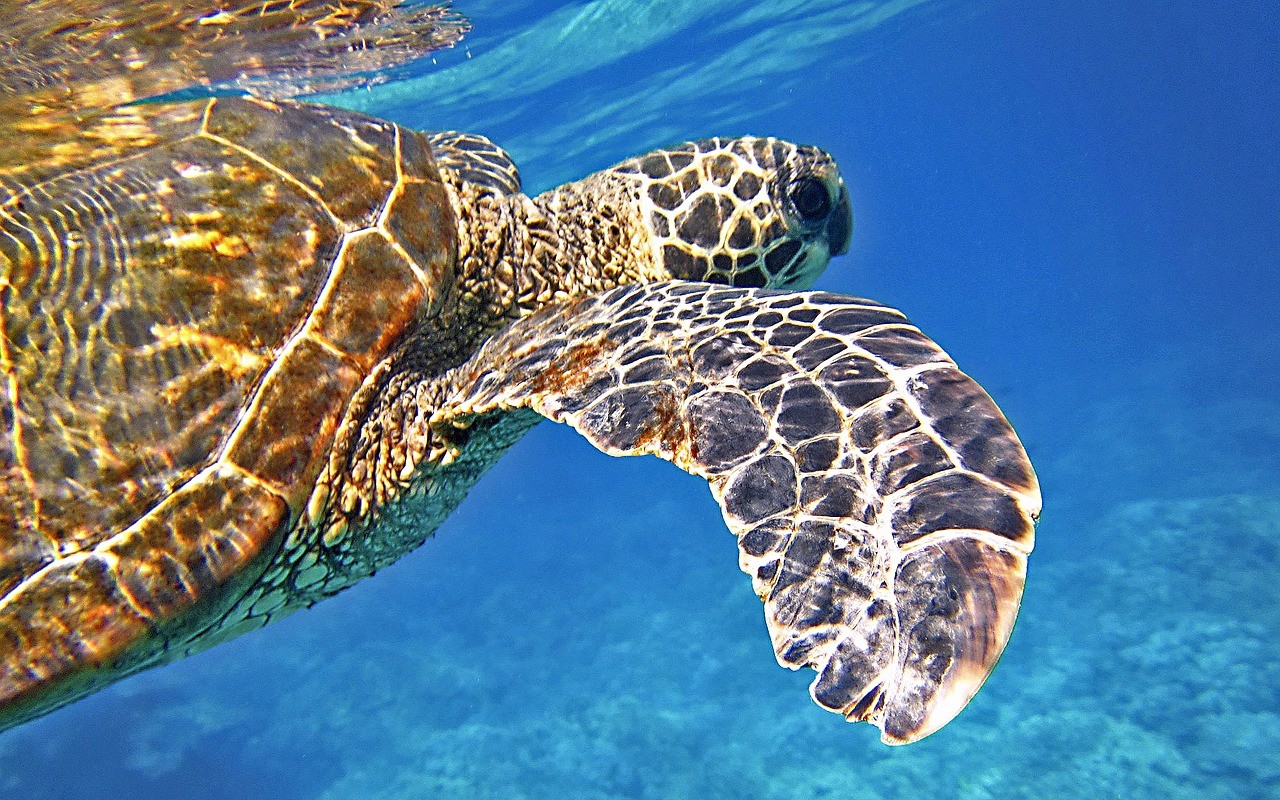 300 tartarughe trovate morte in Messico, i rifiuti in mare tra le possibili cause