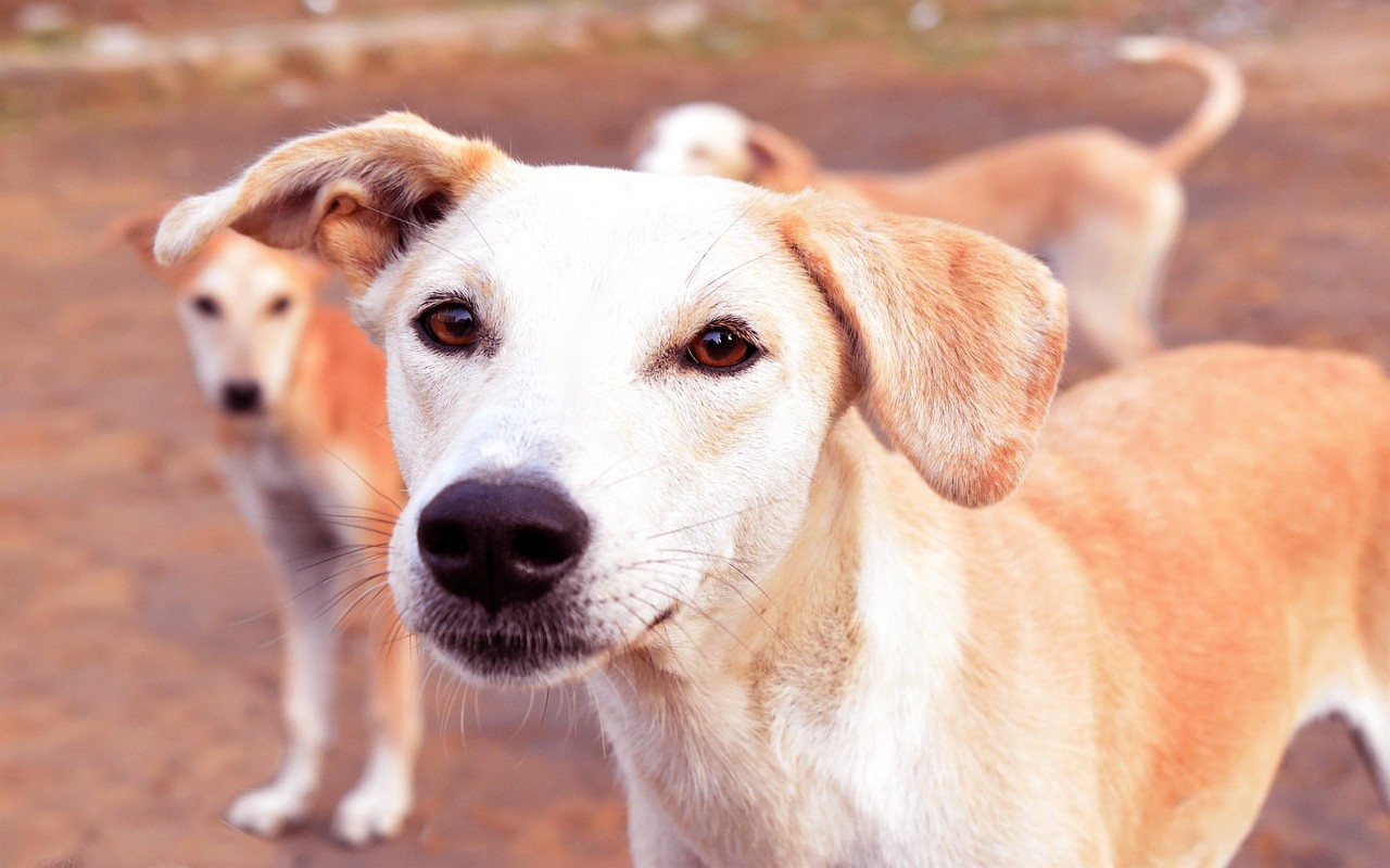Nel 2021 avvelenati in Italia 44.000 cani: una tragedia in Calabria