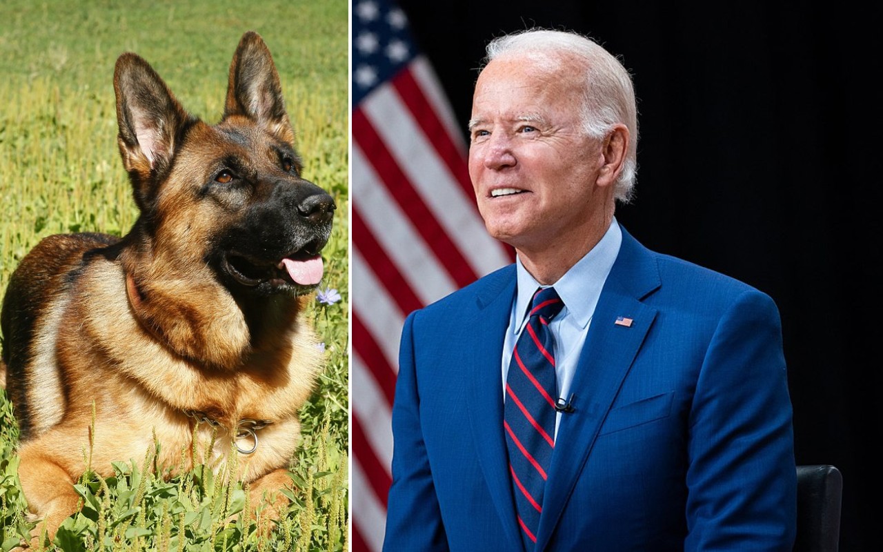 Alla Casa Bianca arriva un cucciolo: Commander è il nuovo cane di Joe Biden