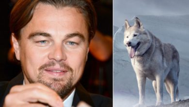 Leonardo DiCaprio lago ghiacciato cani