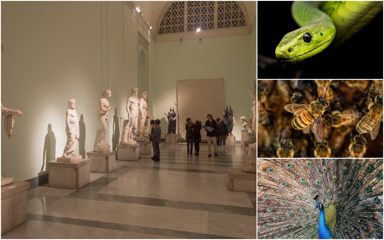 Il Museo Archeologico Nazionale di Napoli dedica un calendario alle specie in via d’estinzione